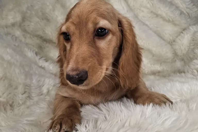 Chocolate Cream Longhair Female