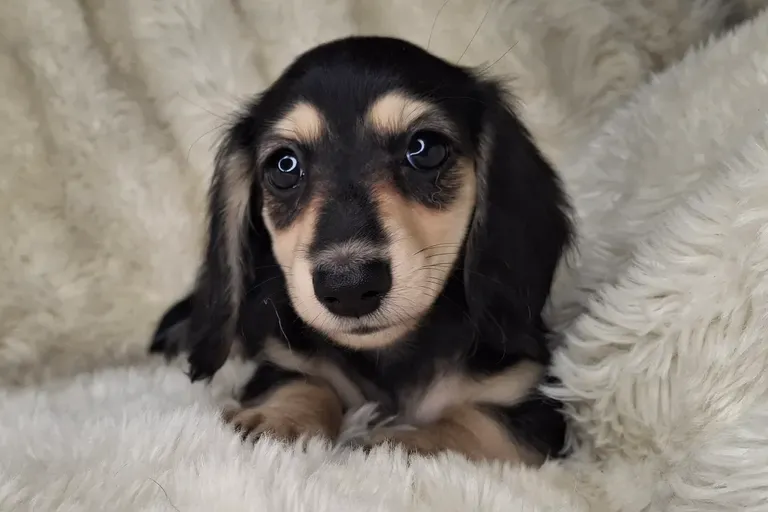 Black and Cream Longhair Female