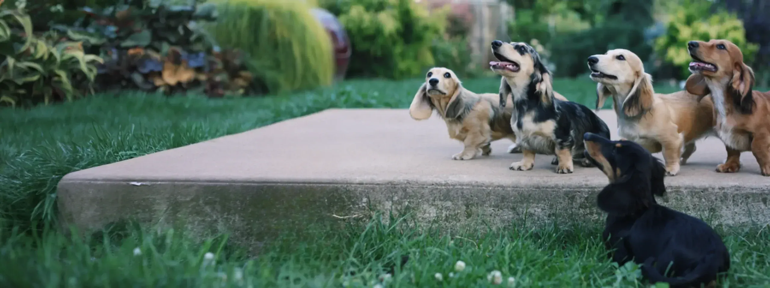 daschunds-outside-scaled