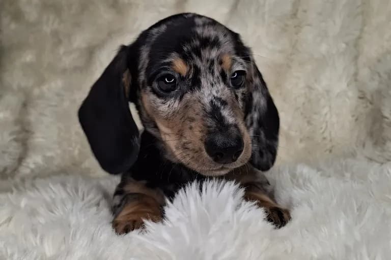 Black & Cream Dapple Smooth Male