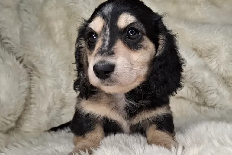Black & Cream Dapple Longhair Male 2
