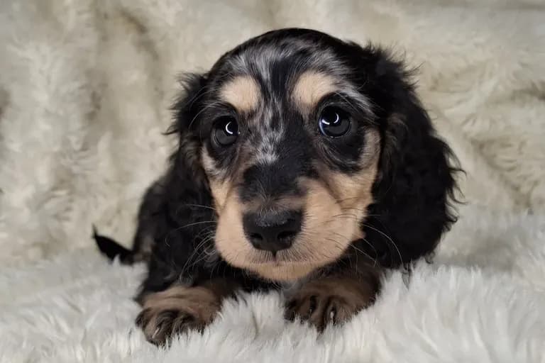 Black & Cream Dapple Longhair Male 1